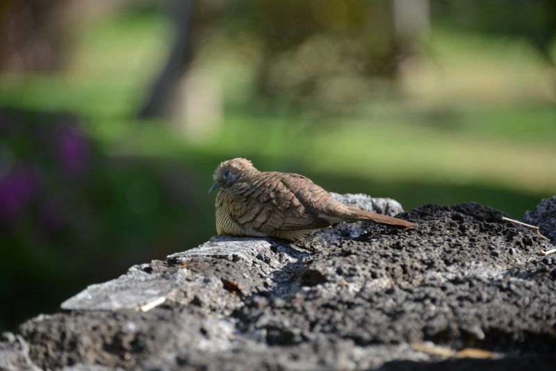DSC_2443.jpg
