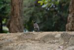 DSC_2516.jpg