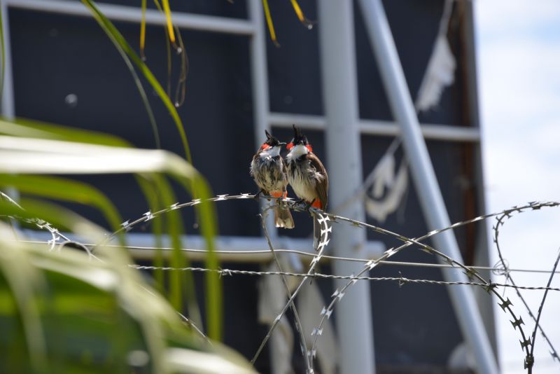 DSC_2526.jpg