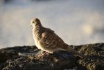 DSC_2578.jpg