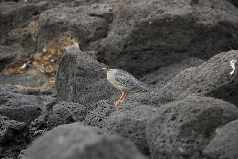 DSC_2646.jpg