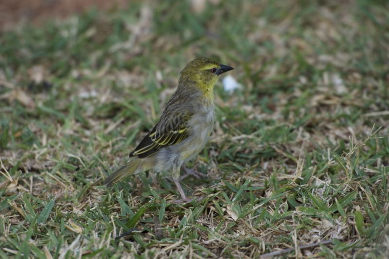 DSC_2902.jpg