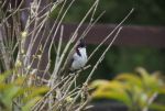 DSC_3733.jpg
