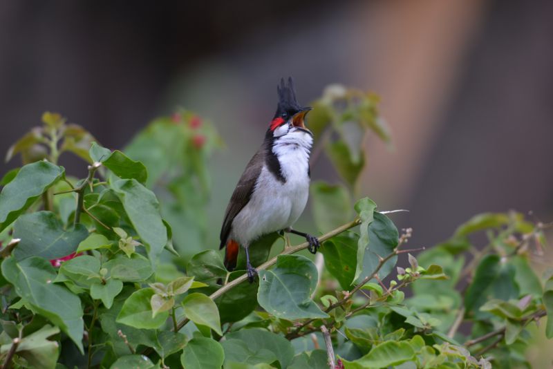 DSC_4017.jpg