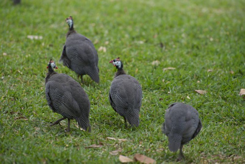 DSC_4155.jpg