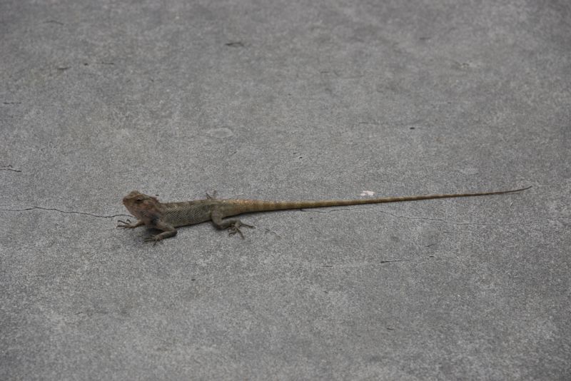 DSC_2632.jpg