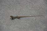 Reptiles