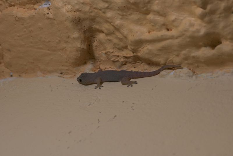 DSC_2822.jpg
