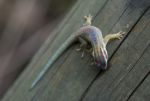 DSC_5351.jpg