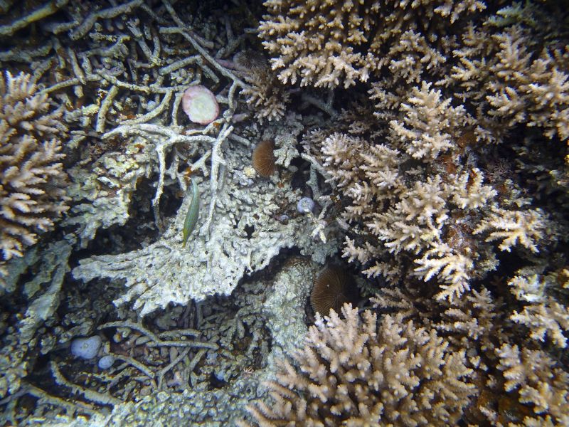 PA110159.jpg