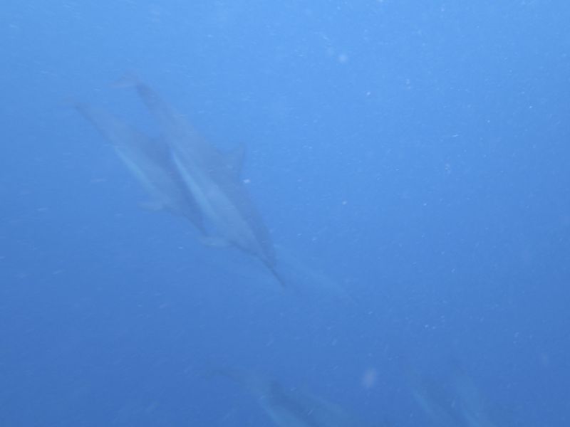 PA130046.jpg