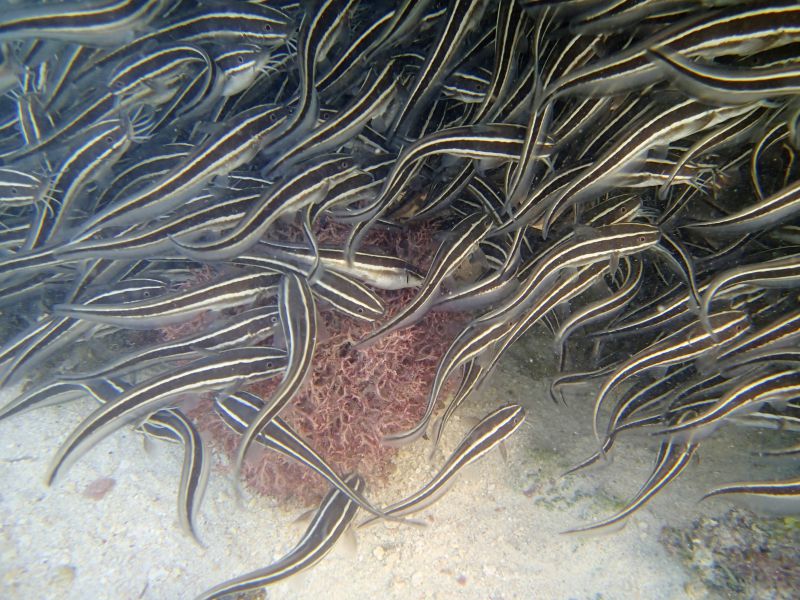 PA130193.jpg