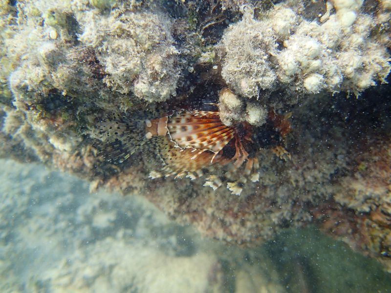 PA130263.jpg